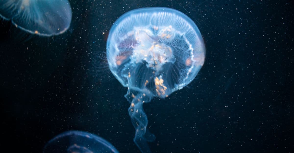 What Is Going On Astrologically This Week? How to Read Any Week